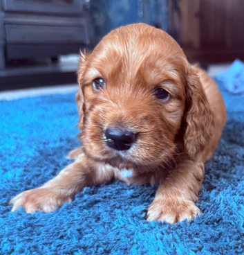 Fox red & Golden Cockerspaniel Pups