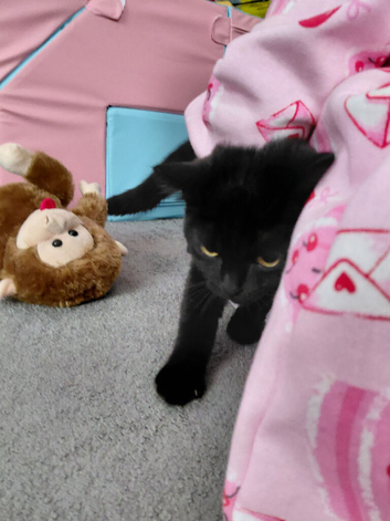 Beautiful kitty