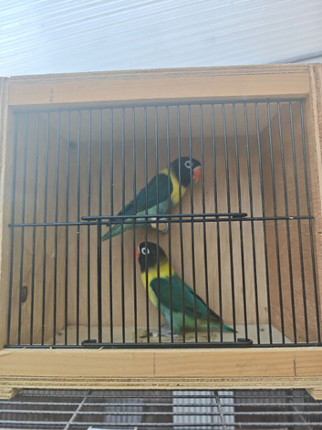Breeding pair of black masked lovebirds with DNA turquoise