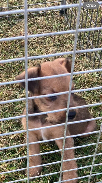 Male Lakeland Pup for Sale