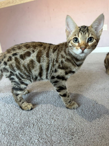 Stunning Bengal Kittens Available.