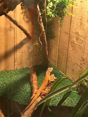 Iguana
