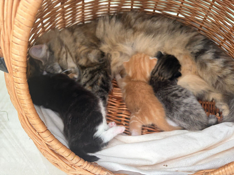 Beautiful Kittens looking for loving homes