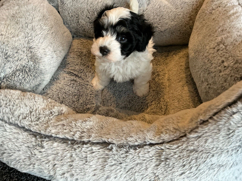 Havanese Maltese mix