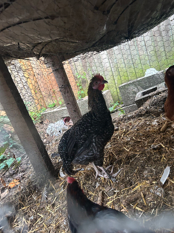 Young Cockerel mixed breed