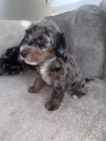 Merle labradoodles