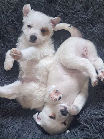 Jack russell girls