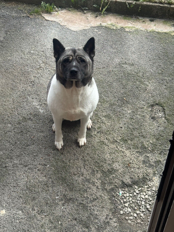 For sale Akita cross