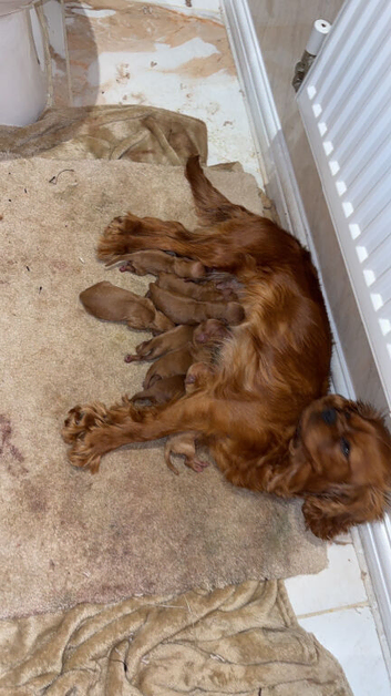 Cavapoo puppies