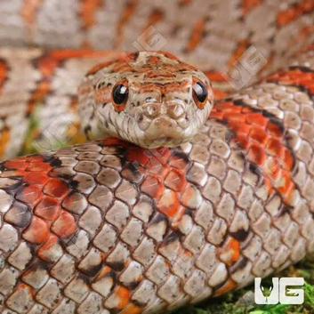 Femele corn snake