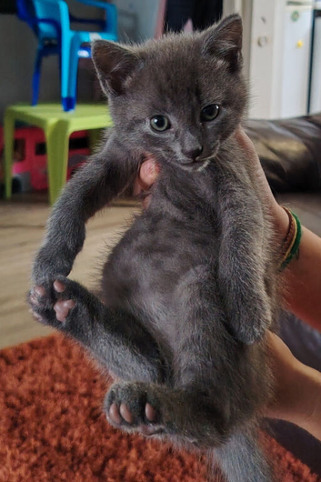 Two adorable male kittens looking for their forever home