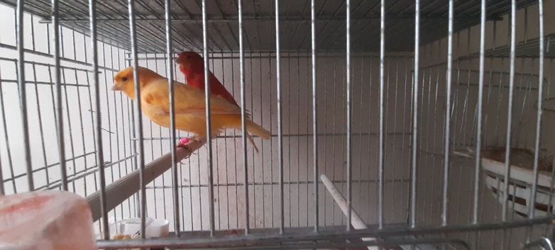 Pair of red factor canaries for sale