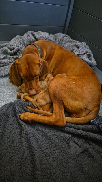 Exceptional Bred Hungarian Vizsla Puppies 1.6% COI--1 Girl Left