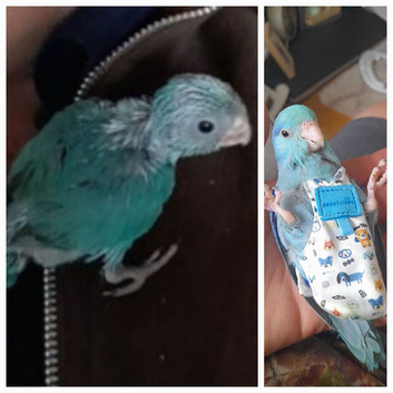 HANDREARED PARROTLETS