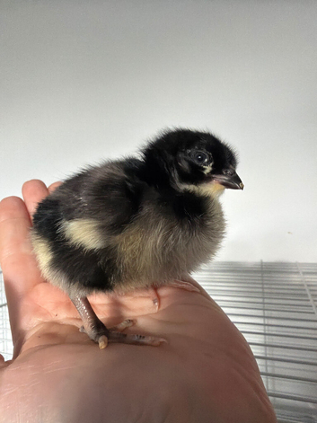 Cuckoo Maran Day-Old Chicks (Unsexed) &ndash; 2 Available
