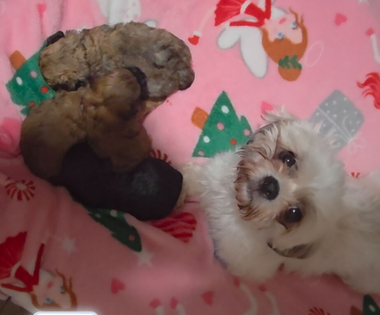 2 Shoodle pups