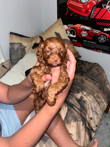 Dark Red Cavapoo Puppies