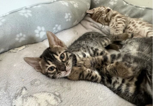 Bengal Kittens For Sale