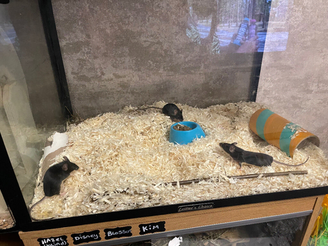 3 male mice