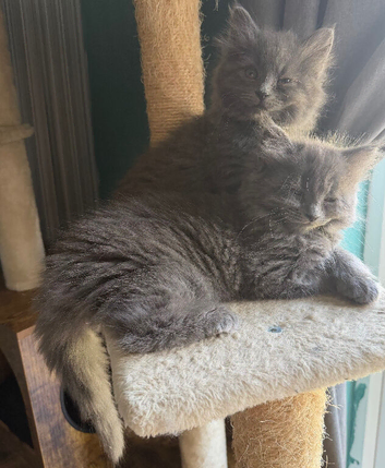 Beautiful blue kittens