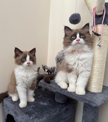 Adorable mink ragdoll kittens one left