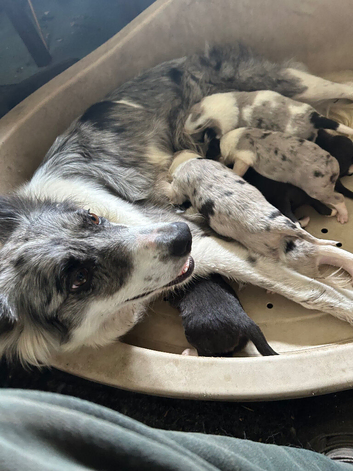 super border collies merles and black and whitd
