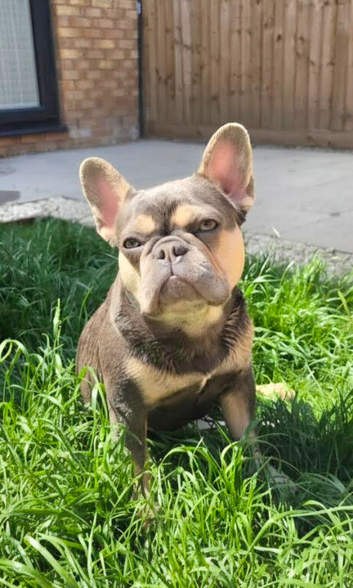 Female Lilac Micro French Bulldog