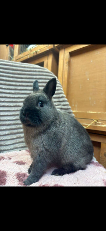 Friendly *vaccinated* netherland dwarfs