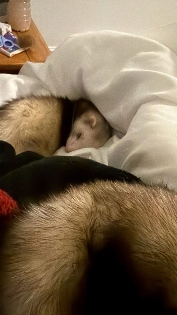 2 ferrets for sale mother and daughter
