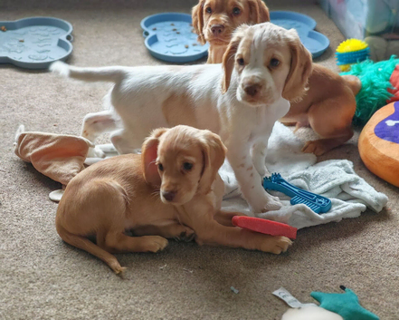 Beautiful cocker spaniel puppies READY NOW