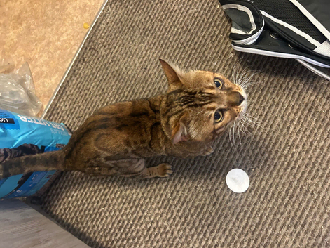 Male Bengal