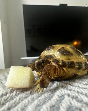 Horsefield Tortoise