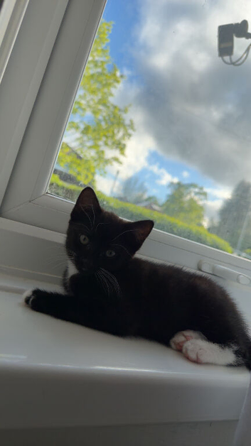 Beautiful female kitten