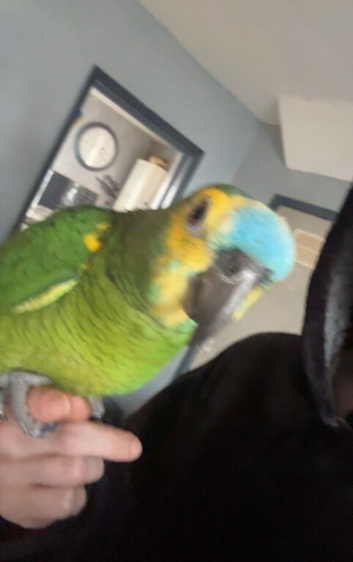 Blue the blue fronted Amazon