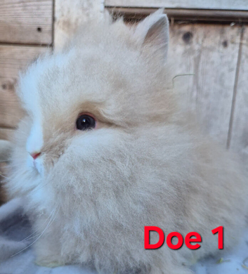 Lion head babies ready now.