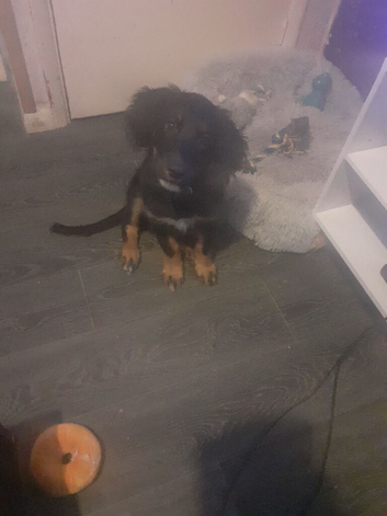 Cocker spaniel cross