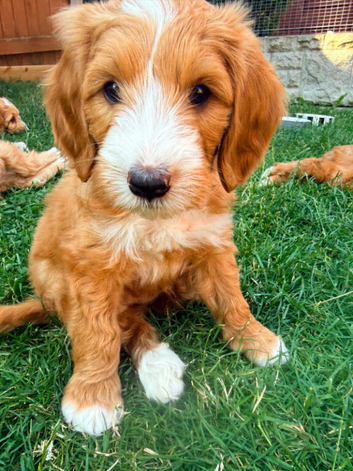 Ready Now | Australian Labradoodle Cross Puppies | Fully Health Tested Parents