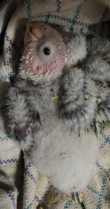 Baby conures