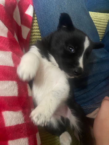 Collie/Husky