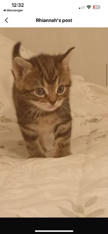 Bengal X kittens