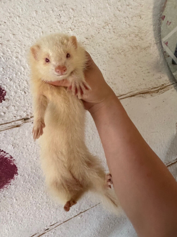 Albino semi angora Jill