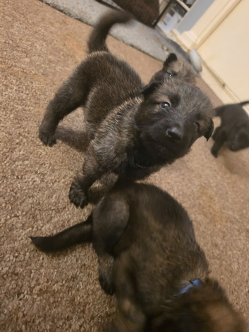 German shepherd puppies