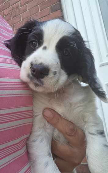 Cocker spaniel puppies ****Ready Now**only 1 black and white girl left**
