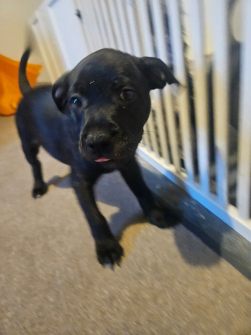 Staffordshire Bull Terrier Puppies