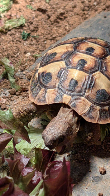 Hermann Tortoise