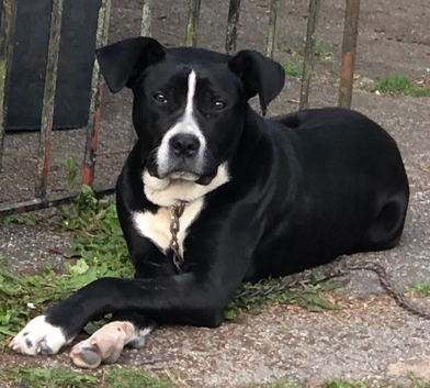 3 year old cane corso mix