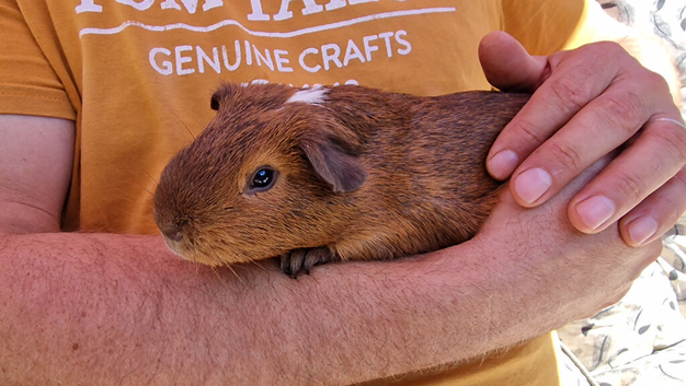 California x male guinea pig, ip3