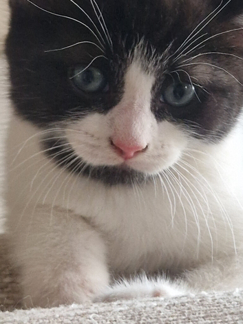 Beautiful kittens for sale
