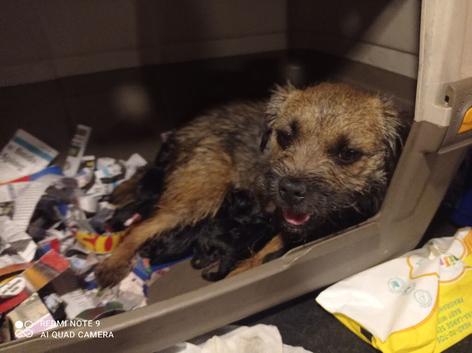 Border Terrier puppies male and female