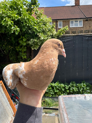 2 Meulemans pigeon